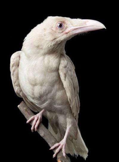 The position of the crow in ancient schools: 

In ancient times, the crow was known as the messenger of the gods.
Pay close attention to the similarity of the god Thoth in Egypt with the crow.